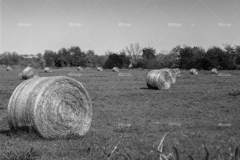 Hay. What do ya know? 