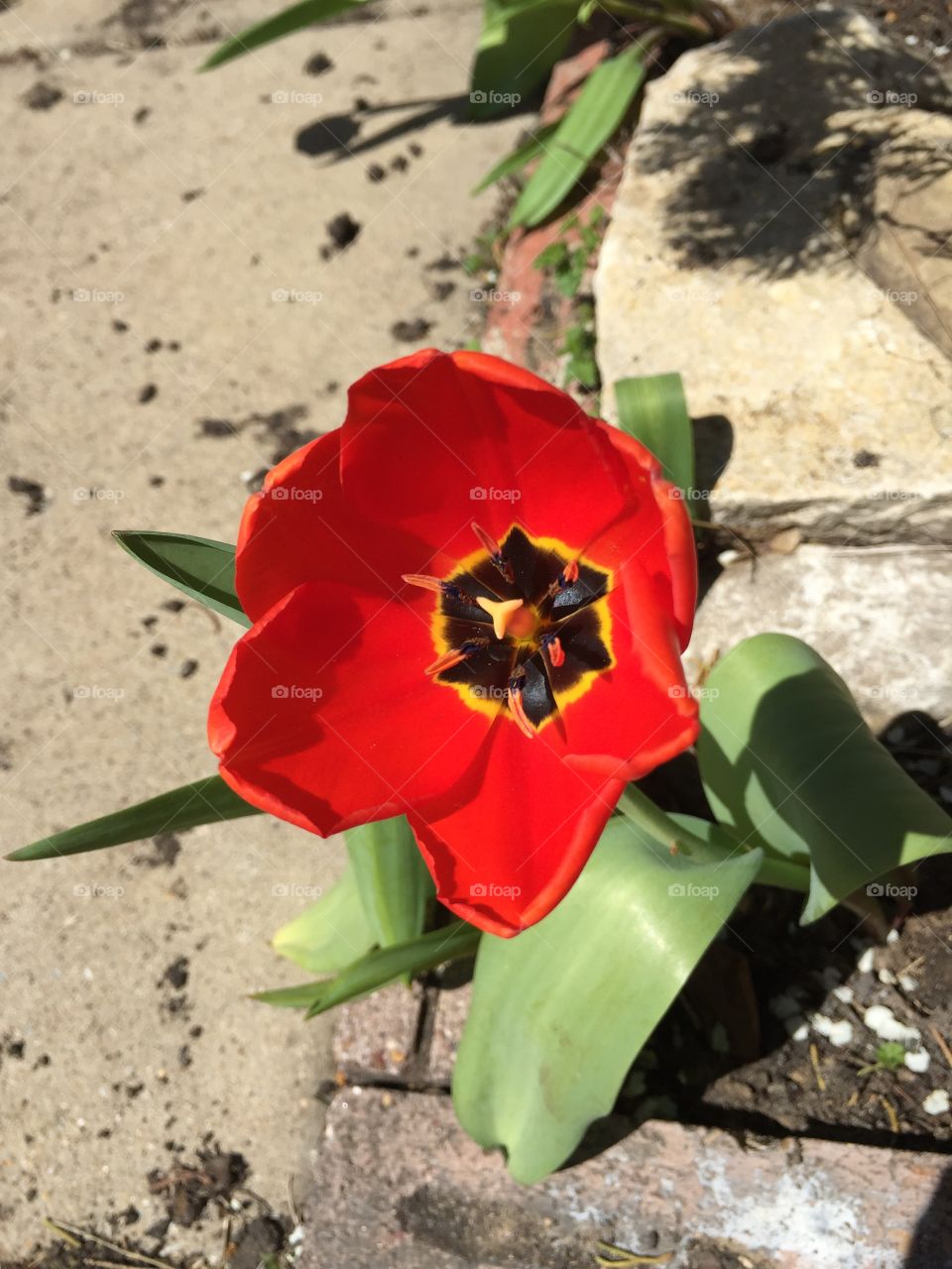 Lone red tulip