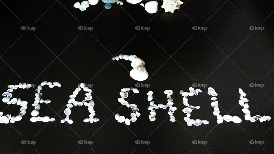 Sea shells🐚