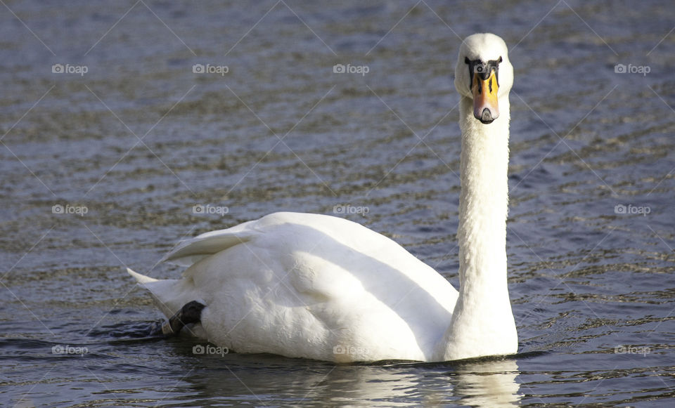 swan