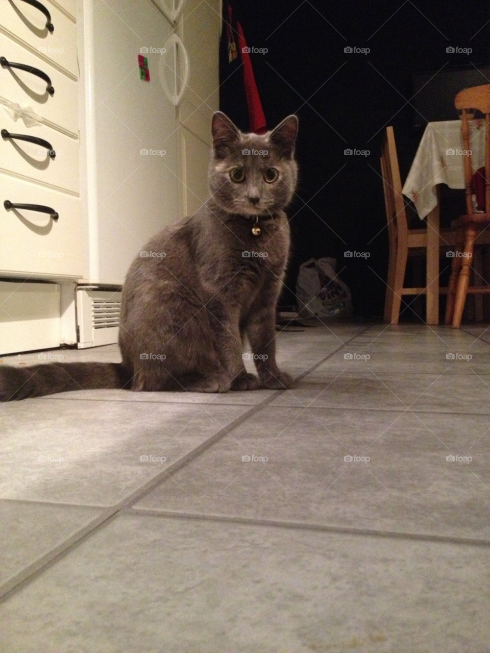 cat kitty adorable kitten by MissMartaa