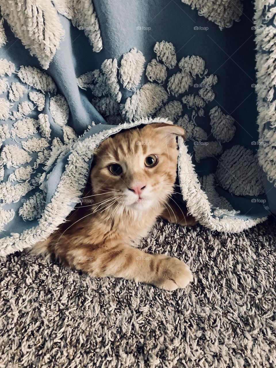 Red tabby Maine coon kitten/cat with blue bedspread on head