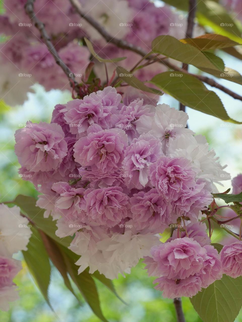 Beautiful spring blossoms