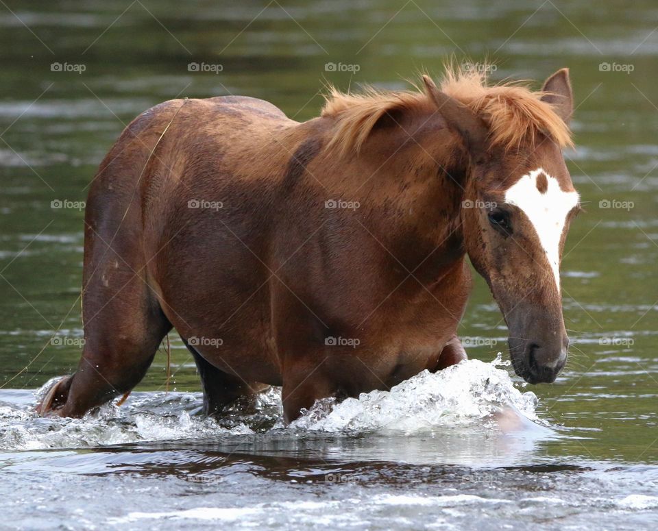 Wild Colt Crossing the River