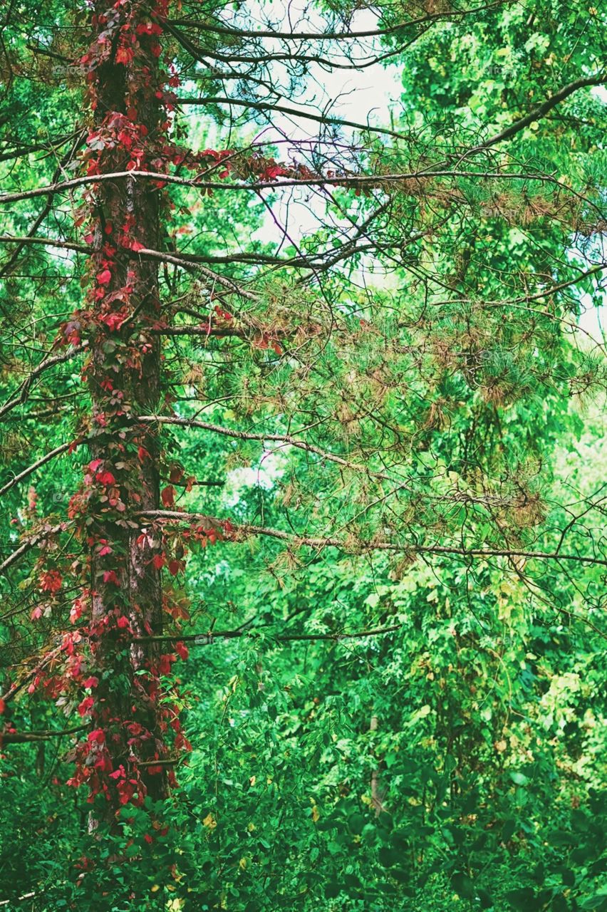 Red Leaves In The Forest, Colorful Leaves In The Woods, Leaves Stand Out Against The Green Forest, Red Leaves On A Tree 