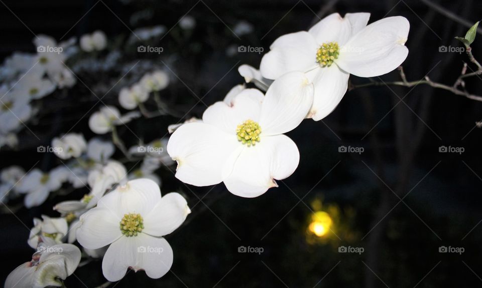 White dogwood blossoms on late April evening 