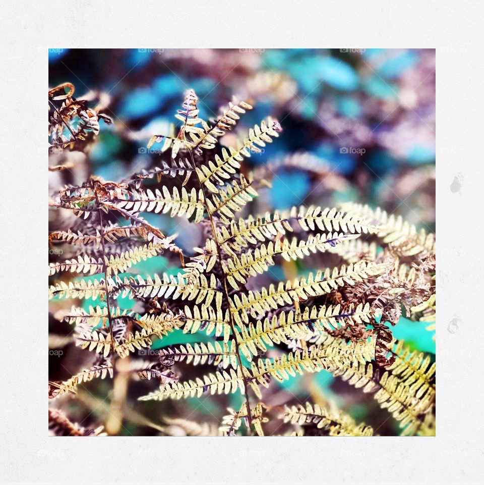 Abstract bracken fern