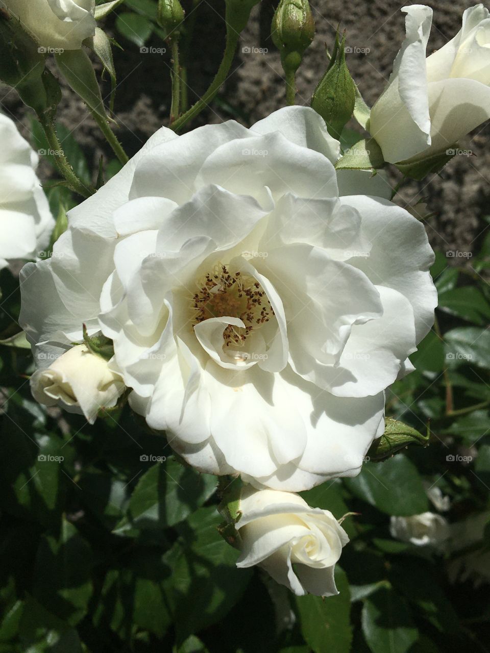 First white rose