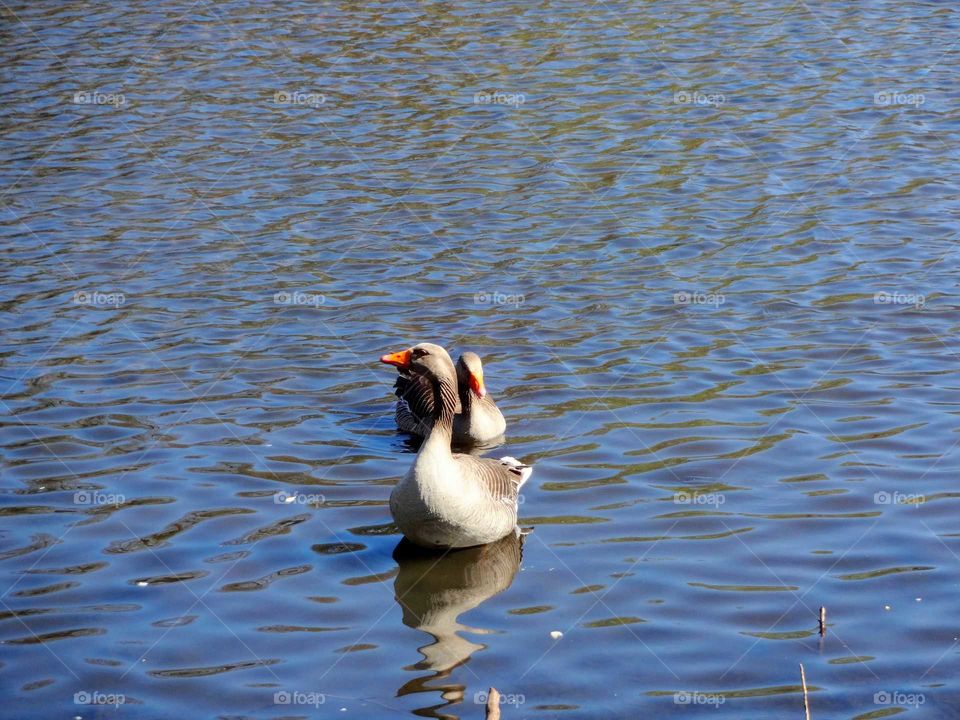 wild geese on the lake