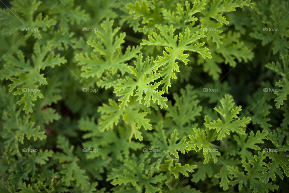 Geranium Leaves