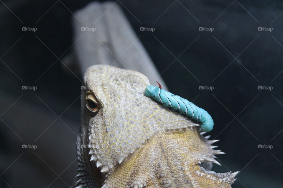 Closeup of the back of Stormy the Bearded dragon’s head. There is a turquoise blue hornworm with a red horn on his head. The worm was Stormy’s dinner very shortly after this photo was taken. 