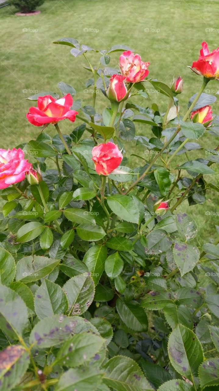 hot pink roses