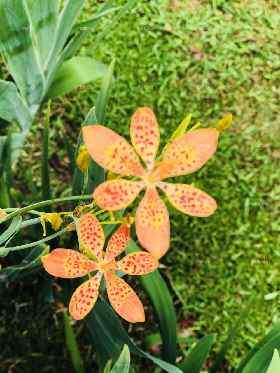 Lily turf flowers