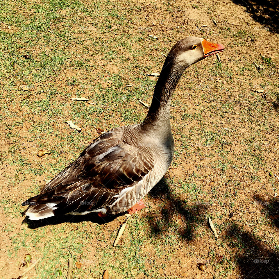 🎶 Lá vem o pato, pato aqui / pato acolá. Quack, Quack!
Ops: é ganso!
🦆
#FOTOGRAFIAéNOSSOhobby
#natureza #inspiração #mobgrafia #parque