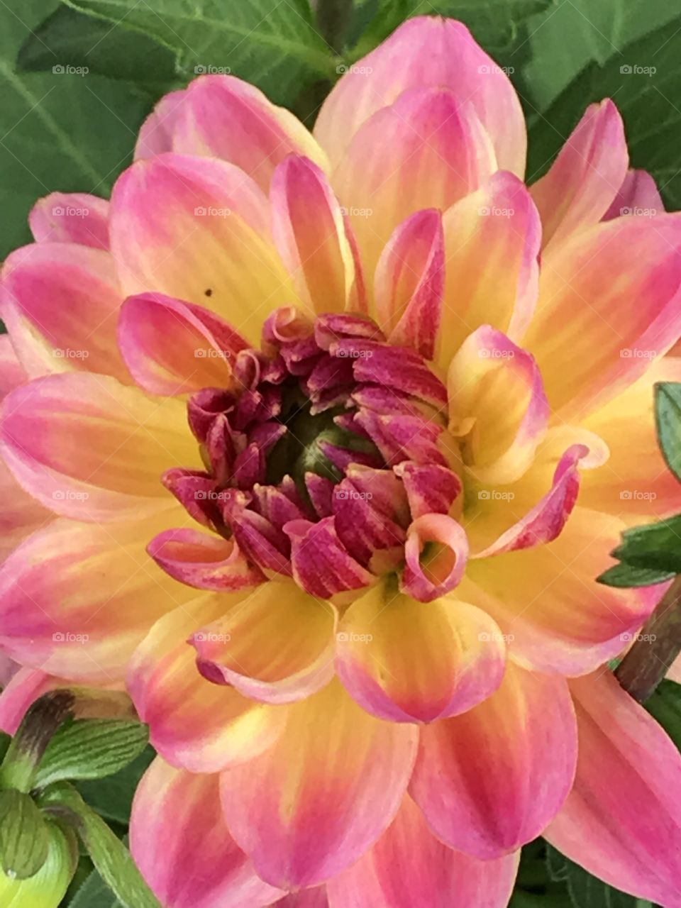 Dahlia 
