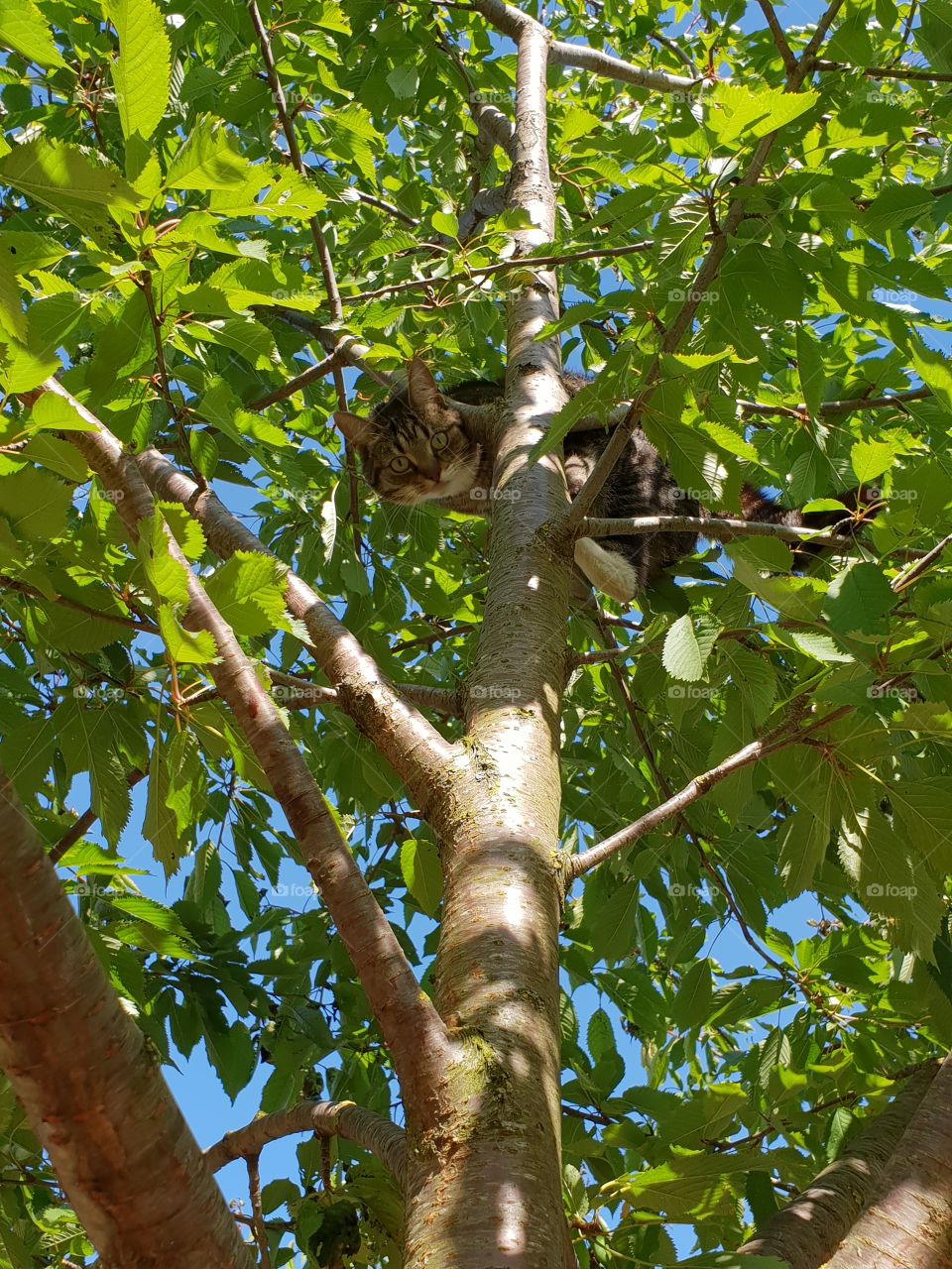 Tabby Cat in tree