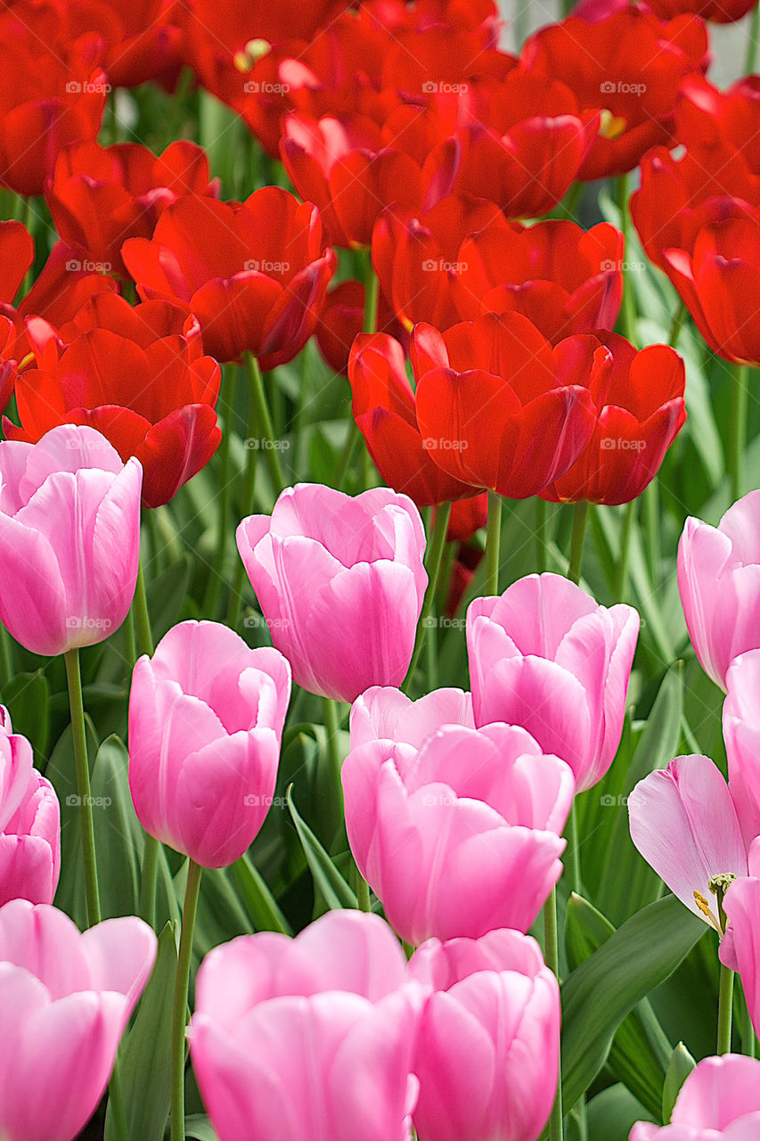 Red and pink tulips in the park