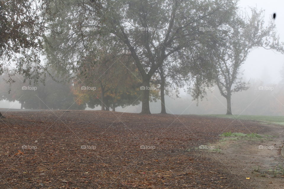 foggy fall morning