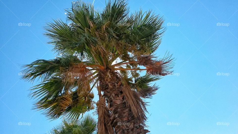 Looking up.
Palm tree in the Poetto beach