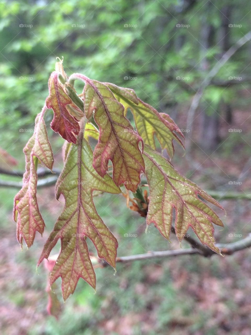 New greenish red foliage