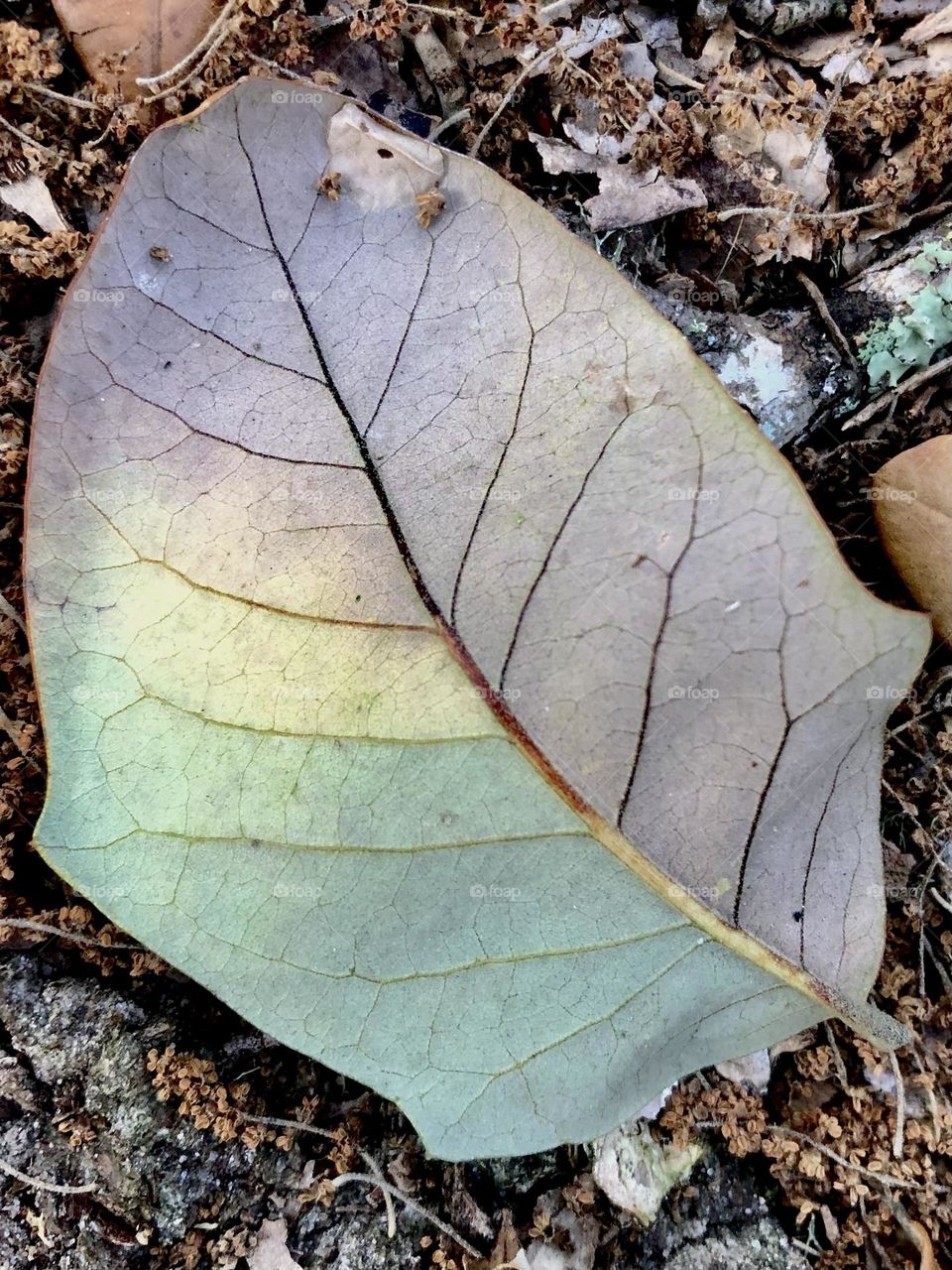 Found this interesting leaf with many colors on the ground- thought it was pretty cool since it’s not fall yet!!