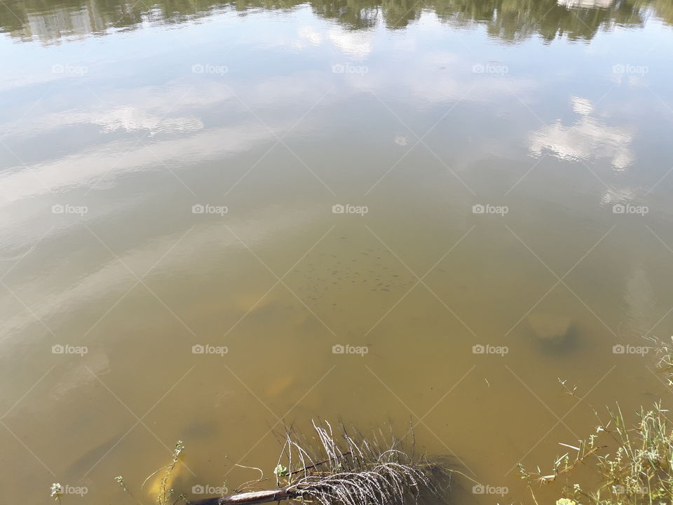 Fishes in lake Bacacheri