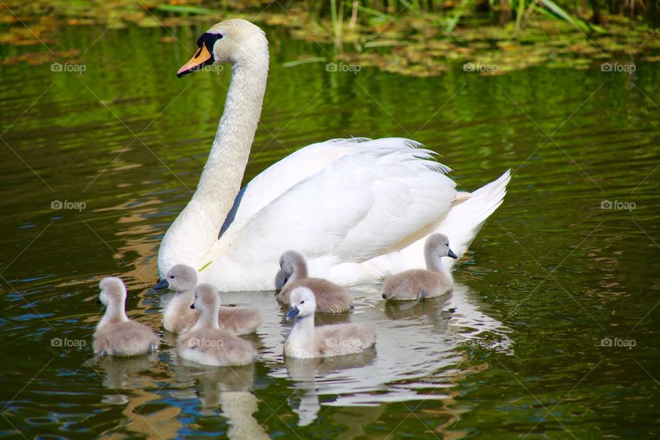 Swan & babies 
