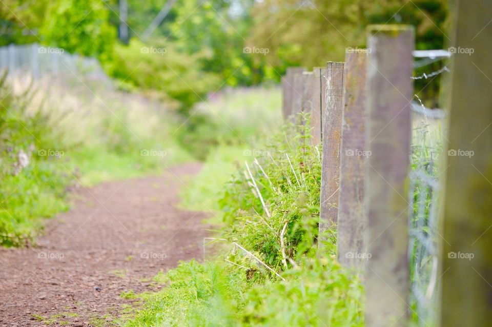 Country lane