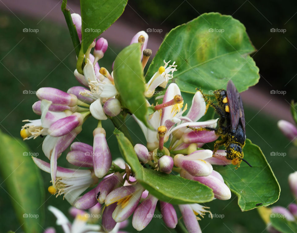 Wasp on a blooming Myers Lemon Tree