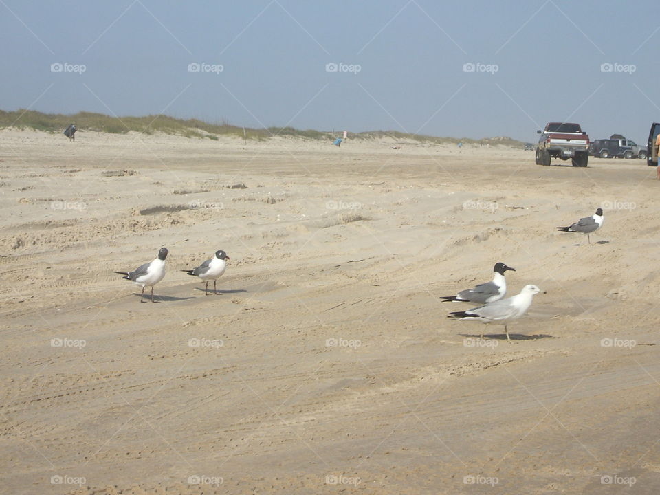 seagulls
