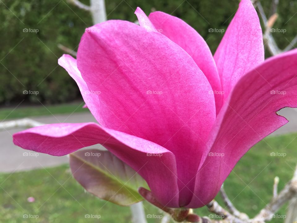 Close-up of pink flower