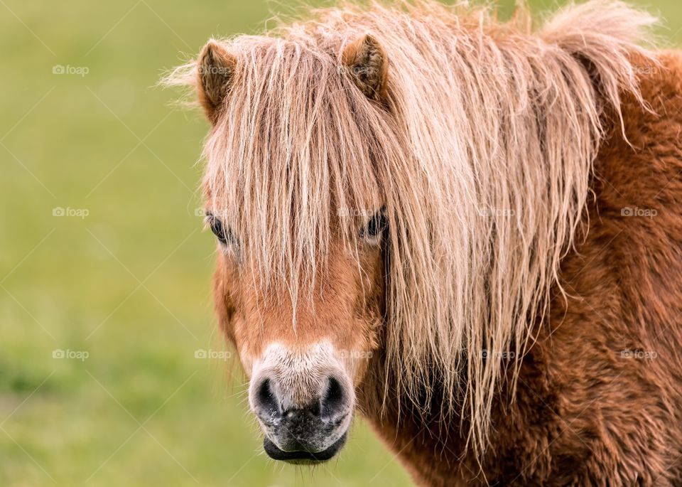 Horse looking at camera