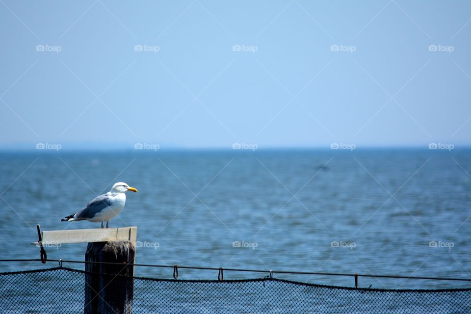 Sea gull on piling