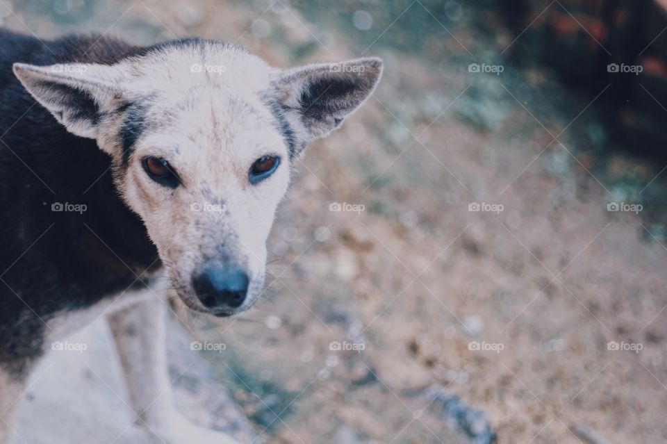 Young and handsome dog 