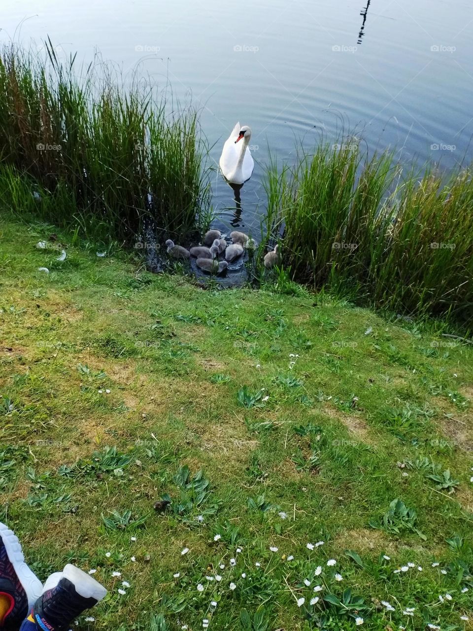 Urban nature- wildlife