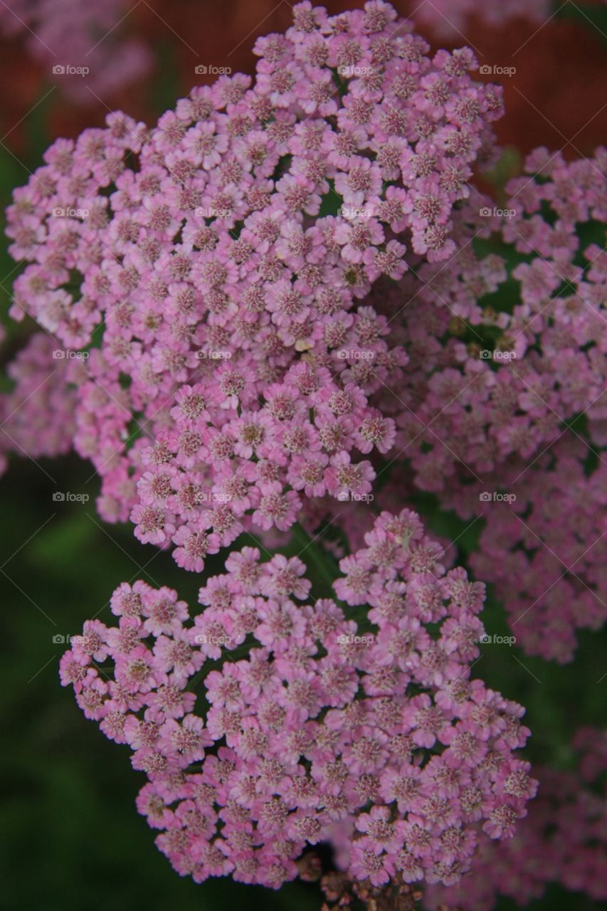 Flowers, cluster, pink