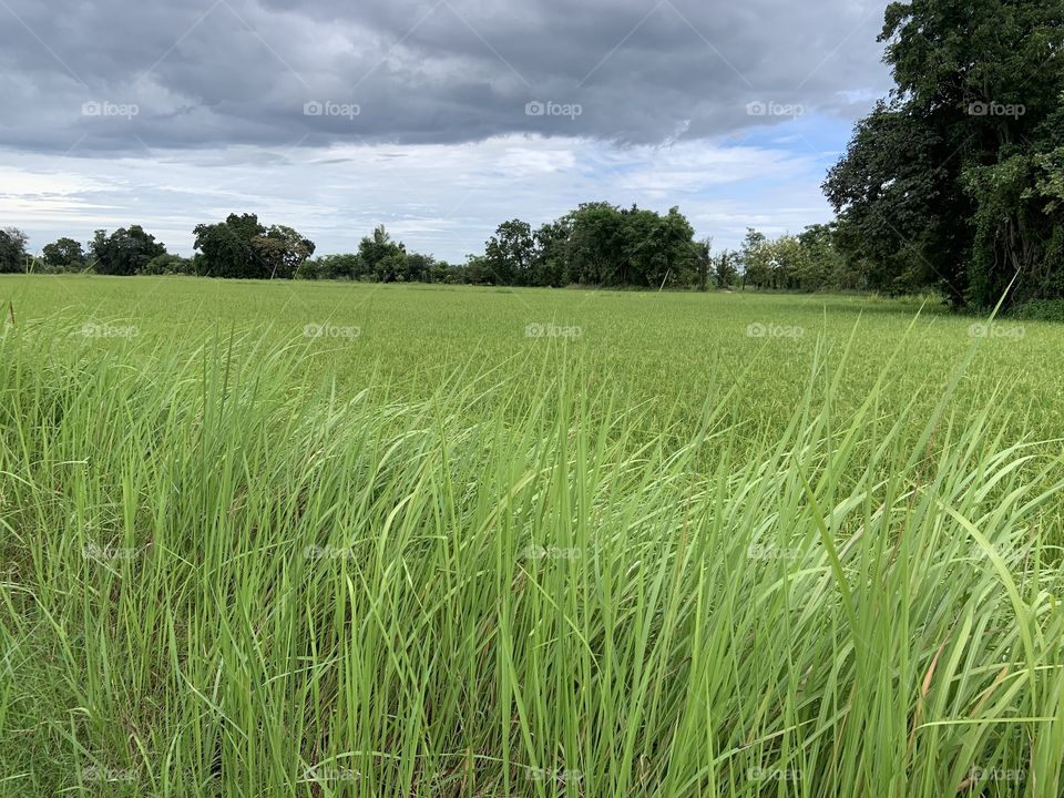 Rice field is everywhere ,upcountry (Thailand)