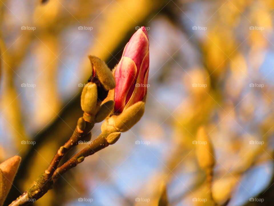 magnolia bud