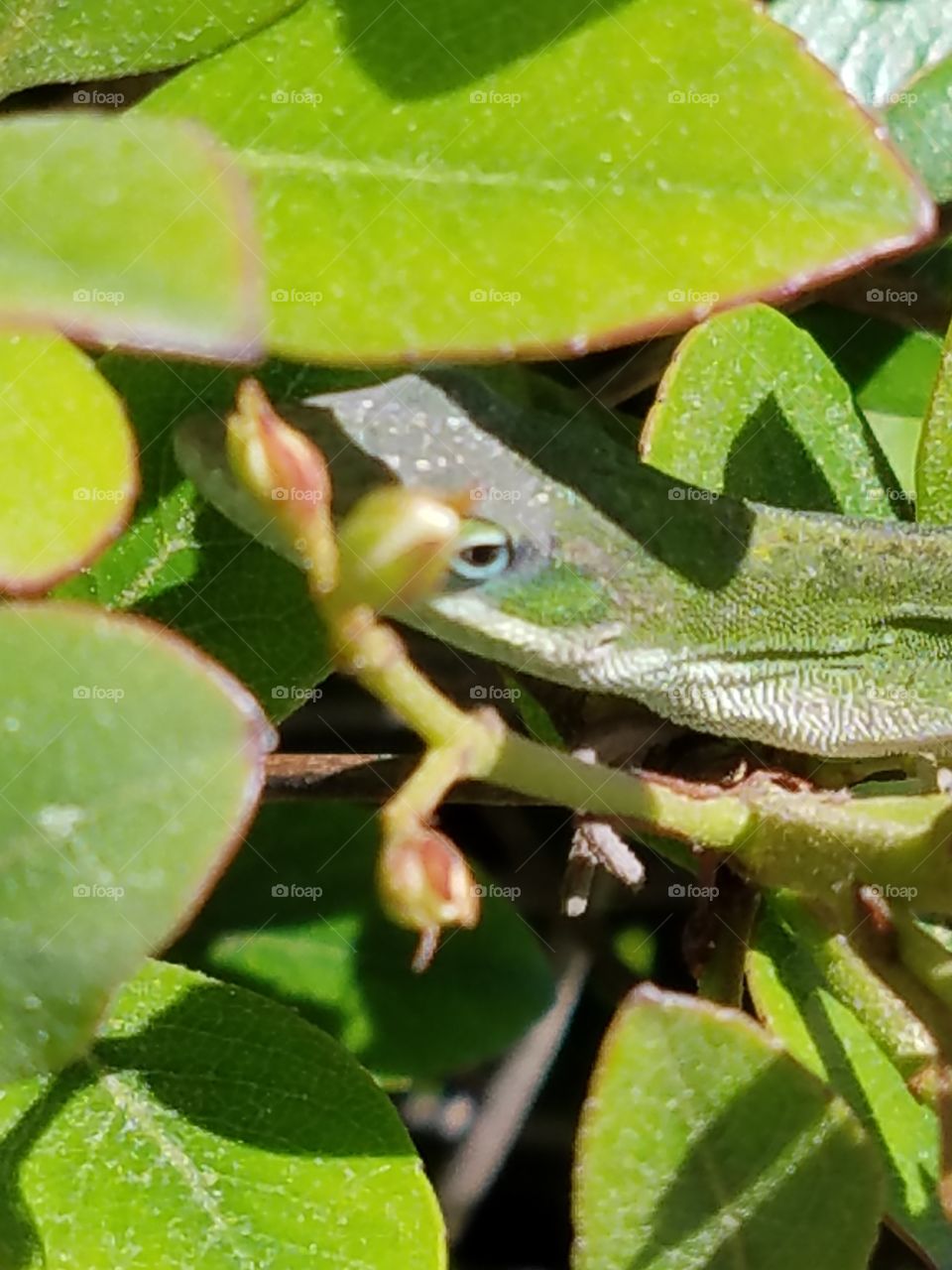Lizard in a bush