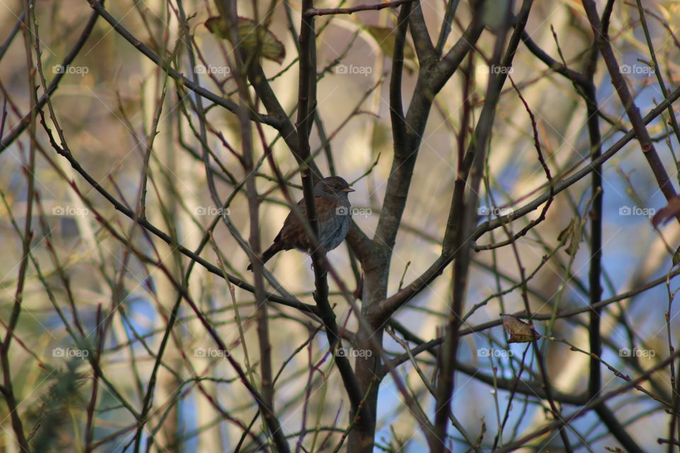 I love birds in my garden ;)