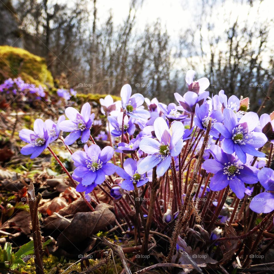 purple flowers