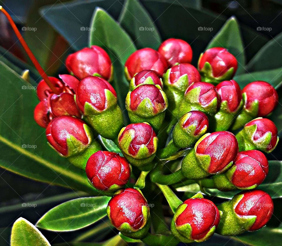 Red flower buds taken with fill in flash.