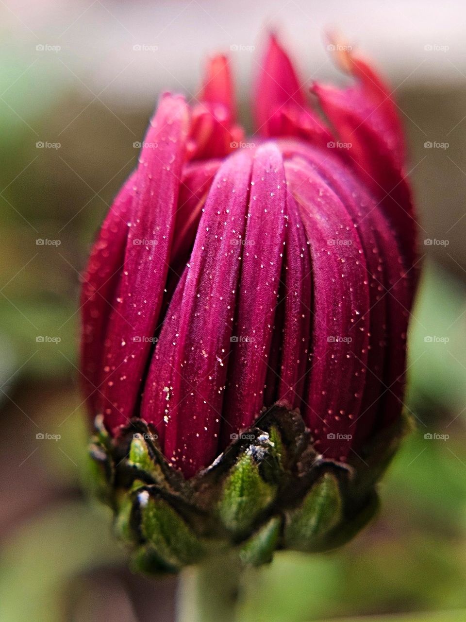 "Soon to bloom." Macro photo of a flower bud beginning to open.  It's narrow petals, and bright color attract attention.