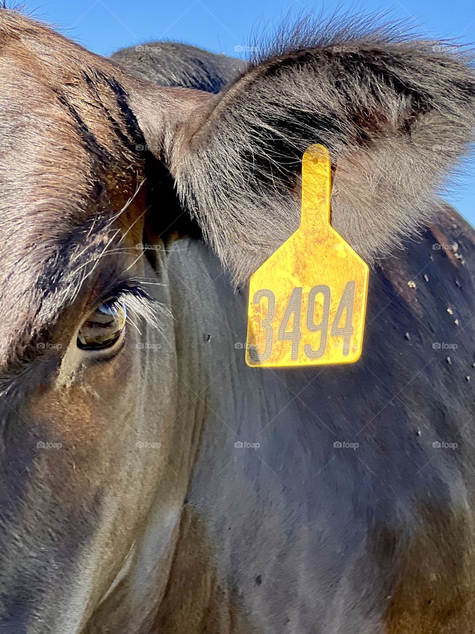 Closeup of cow with a yellow ear tag with numbers. One eye is visible and looking ahead.