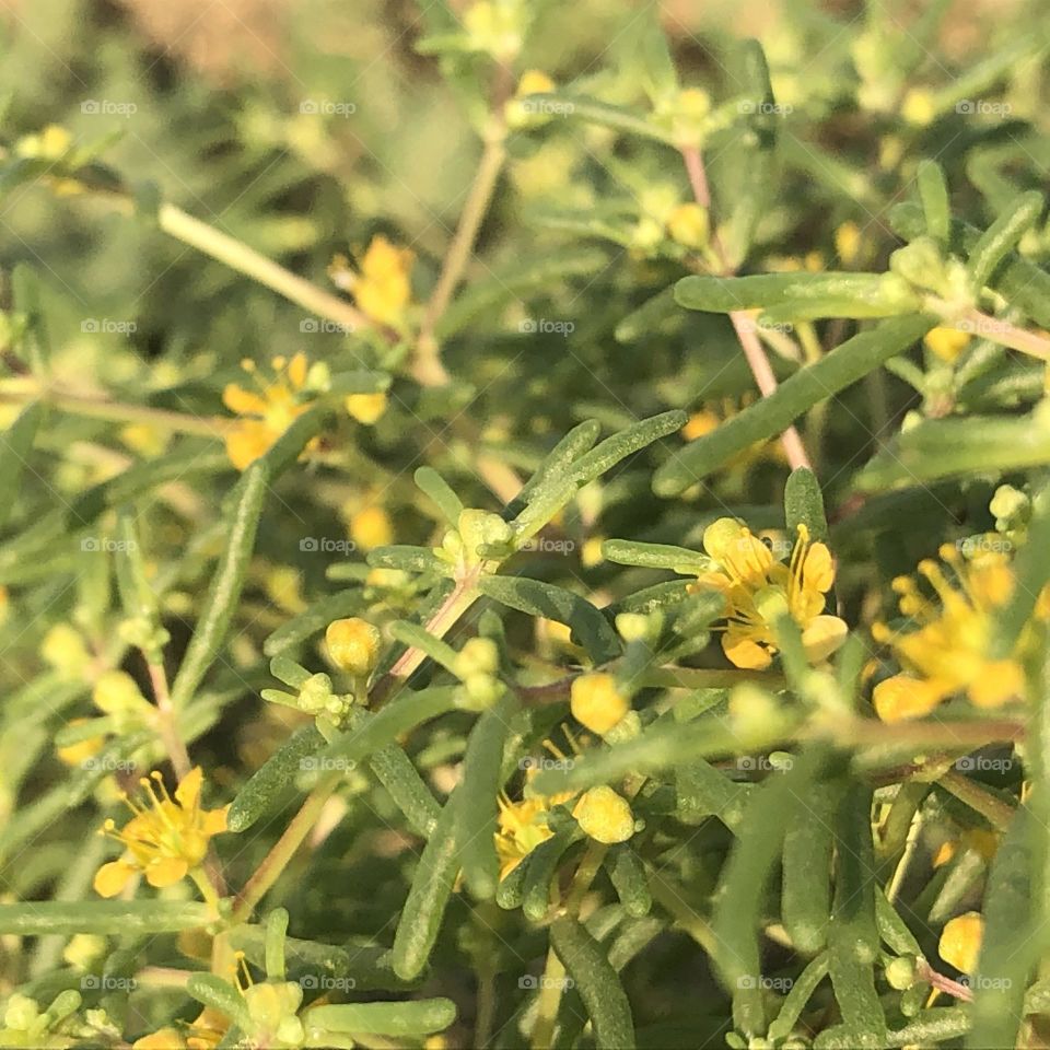 Carnation herb,plant 