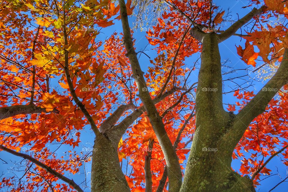 Nature. Brilliant Autumn Color