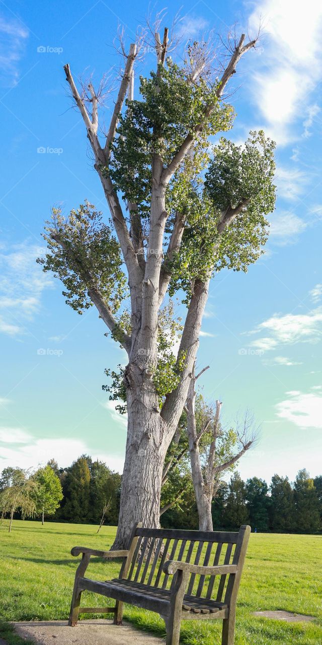 Amazing tree