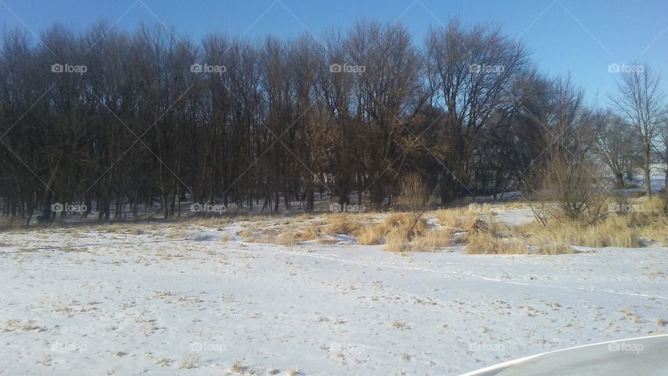 Winter, Snow, Landscape, Tree, Cold