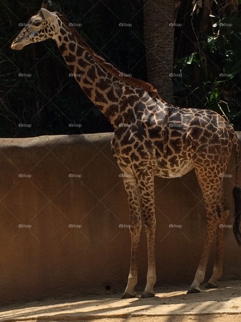 Giraffe 