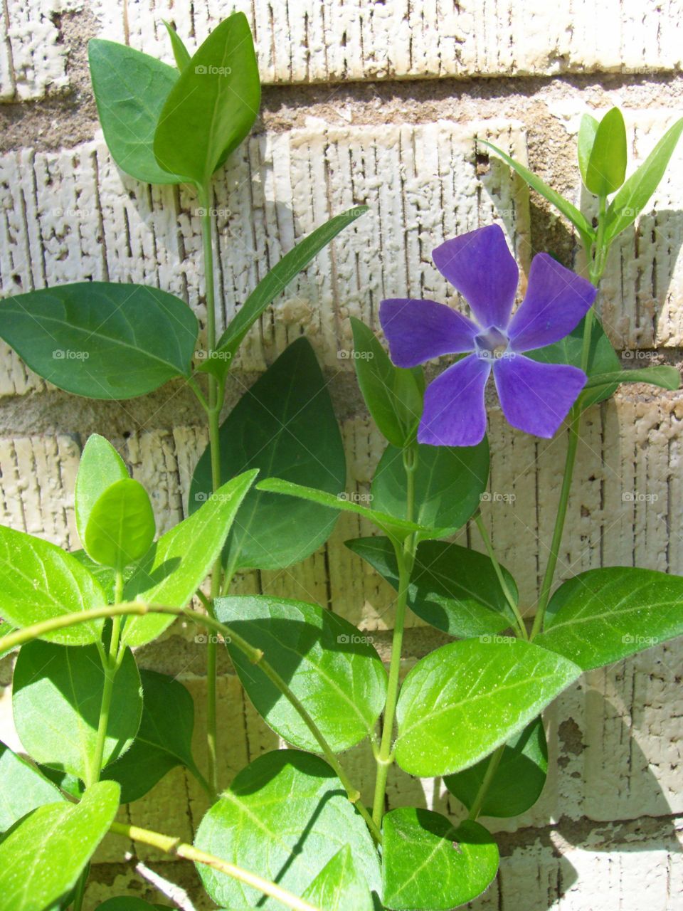 purple flower on white brick